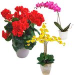 buy mothers day plant in hochiminh city