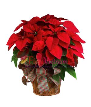 a poinsettia plant send to vietnam