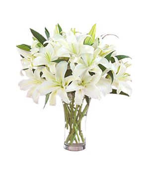 9 pluriceps white perfume lilies send to vietnam