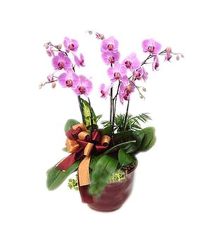 5 stems butterfly orchids plant send to vietnam