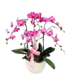 pink orchids potted send to vietnam