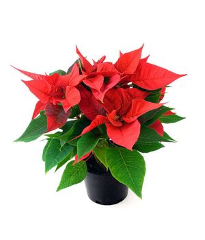 send red poinsettia plant to vietnam