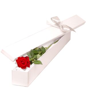 Single Red Color Rose in Box