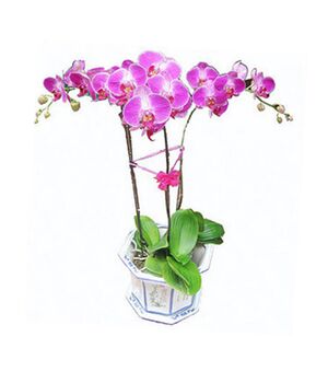 three pink moth orchid send to vietnam