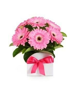 one dozen pink gerbera's in box to vietnam